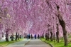 春爛漫の旧日中線しだれ桜並木を散策「旧日中線しだれ桜並木へご案内します　春の会津を歩く小さなお花見旅」