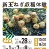 【春限定】八尾で新玉ねぎ収穫体験！土からスポッと抜く農業体験イベント