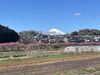 「函南桜といちご狩りツアーの添乗日記」