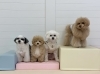 アモルくん♡ソル♡ペチくん♡きぃ「ましゅまろ幼稚園🐾」