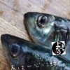 ニシン入荷致しました！