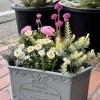 春の寄せ植えに♪洋風の植木鉢と花苗が揃いました