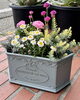 寄せ植えの完成品も販売中♪「春の寄せ植えに♪洋風の植木鉢と花苗が揃いました」