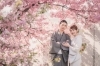 カメラマンさんが撮った写真。淀駅近くの河津桜「伏見稲荷観光のあとに、ひと足早く河津桜さんぽへ」