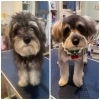 🍎ご新規様特典🫧トリミング🐶