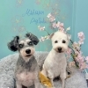 お客様のご紹介🐶[大分市高崎／貸切トリミング]