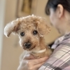 ハッピーテイル【新潟市】シニア犬のトリミングについて｜10歳以上は事前にご相談ください♪