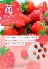 期間限定 苺フェア開催中「※終了しました※苺フェア開催！ご来場でいちご2パックプレゼント」