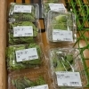 3/8(日)ふきのとう入荷してます〜☘️