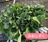 いちごの苗「滋賀県オリジナル品種のみおしずく🍓」