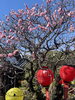 梅の花「本日の境内の様子です」