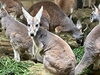 アカカンガルーのベニ♀「【動物園からのお知らせ🐾】動物の搬出入について」