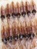 穫れたて、港直送の美味しさ「今が旬！生ホタルイカ！」