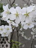 ひと足先に植物園の桜が咲いていました「新年度の目標とともに、それぞれのペースでピアノに向き合います」