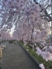 満開の桜並木が誘う癒しの散歩道「春のお花見や歓送迎の集まりに「春のお花見弁当」をどうぞ」