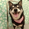 黒爪には辛い爪切り【どっぐさろんあきゅ　京都市南区上鳥羽　小型犬専門　トリミング　ペットサロン】