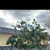 ツバキの剪定｜花が落ちて気になる方へ