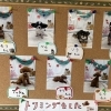 トリミングしたワンちゃんたちの紹介