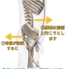 「腰痛の原因は腰にあらず」骨盤の後傾と全身のつながりのお話