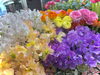 「香りも色も楽しめる春のお花が順次入荷中です【おしゃれな雑貨のある福島市のお花屋さんまめ猫の家　かわいい看板猫がお出迎え♪】」