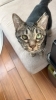 こむぎちゃん3歳「ペットシッター【札幌市　キャットビヤード　catbeard】」