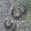 馬の足跡と蹄鉄に宿る「馬のあと」