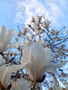 見上げれば、青空と純白の花「木蓮が教えてくれる「春の訪れ」と「再出発」の日」