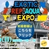 3/15は初の埼玉へ！レプタイルエキスポ埼玉に出店します!