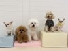 絆くん♡くまくん♡るいくん♡カイくん♡おもち「ましゅまろ幼稚園🐾」