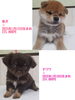 血統書付の元気な仔犬、家族を待っています「柴犬とチワワの女の子が仲間入りしました！」