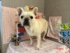 「本日のお客さま♡フレンチブルドッグ【大分市中戸次／ドッグサロン／トリミング】」