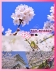 「桜の開花状況をチェック！「桜特集2026」スタートしました」