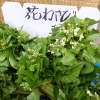 春の香りを食卓に！花わさびが入荷しました