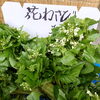 「春の香りを食卓に！花わさびが入荷しました」