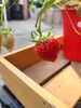 イチゴ狩りでも人気の品種です🍓「次回営業は、3/14(土)です！」