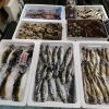 📣本日のお魚情報🐟