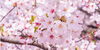 もうすぐ春ですね🌸「直前のお知らせとなり申し訳ございません🙇‍♀️」