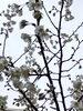 「桜咲く」