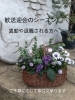 「歓送迎の贈り物に♪寄せ植えのオーダー承ります」