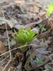 フキノトウ　春の芽吹き　命のつながり「春の訪れと手を合わせたくなる春のお彼岸と足元のフキノトウ」