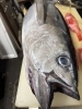 新鮮な魚介が水揚げされました「勝浦　釣り　キハダマグロ入荷」