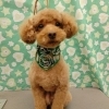 必死VS必死【どっぐさろんあきゅ　京都市南区上鳥羽　小型犬専門　トリミング　ペットサロン】