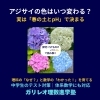 アジサイの花の色はいつ決まる？春の土壌環境とpHの仕組みを解説｜八王子めじろ台・高尾の個別指導『ガリレオ理数進学塾』