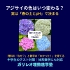 アジサイの花の色はいつ決まる？春の土壌環境とpHの仕組みを解説｜八王子めじろ台・高尾の個別指導『ガリレオ理数進学塾』