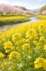 ナノハナ「🌼 今日のはな｜菜の花」