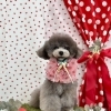 わんことストロベリー🍓