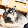 今日のお友達