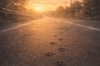 「飛び出した道路で。」