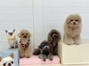 とろろ♡おもち♡まるくん♡ペルルちゃん♡もっちーちゃん♡きぃ「ましゅまろ幼稚園🐾」