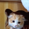 新入りさん